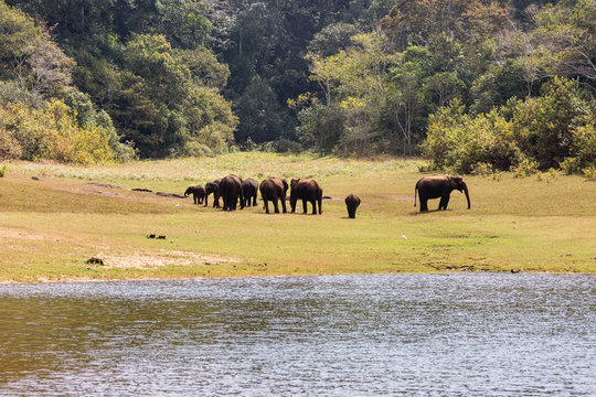 Thekkady Wildlife